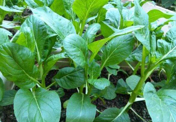 <b>磷酸二氫鉀為什么不可取代？磷酸二氫鉀的好處</b>