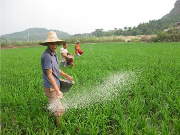 氮磷鉀使用過量會帶來哪些危害？