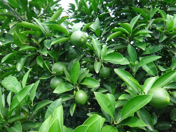膨果期使用水溶肥可促進(jìn)果實(shí)生長