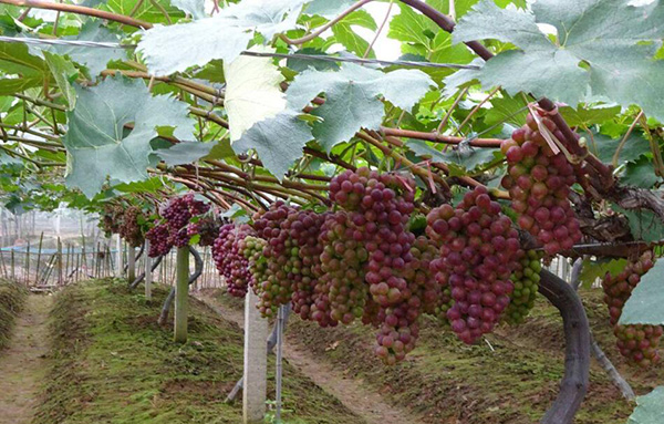 北美農(nóng)大高氮生根沖施肥對葡萄效果好