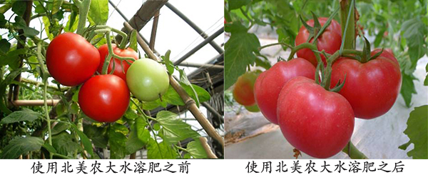 西紅柿使用北美農(nóng)大水溶肥前后對(duì)比圖