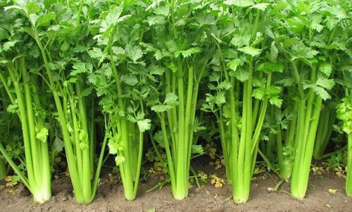芹菜爛心是什么原因？要如何防治？
