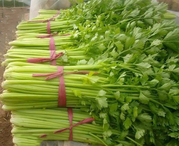 種植秋芹菜用哪種水溶肥？
