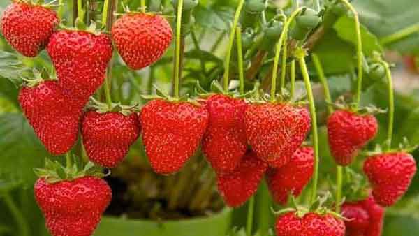 草莓硬度弱、果不紅怎么辦？