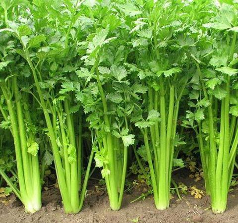 芹菜缺硼缺鈣的原因有哪些？如何防治？