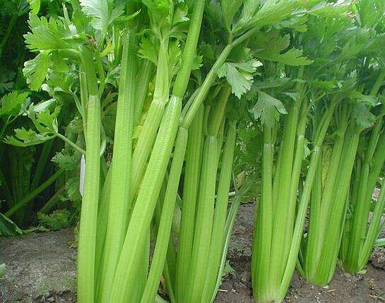 芹菜缺硼缺鈣的原因有哪些？如何防治？