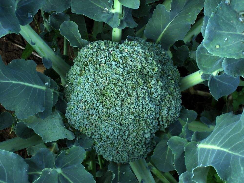 西蘭花應(yīng)該如何施肥？水溶肥怎么施用？