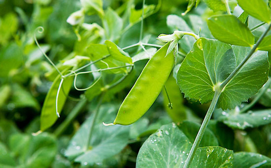 荷蘭豆施什么肥好？荷蘭豆高產(chǎn)施肥技術(shù)