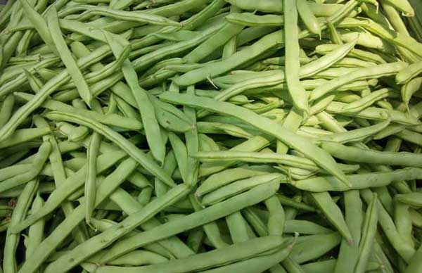 四季豆施肥技術要點解析