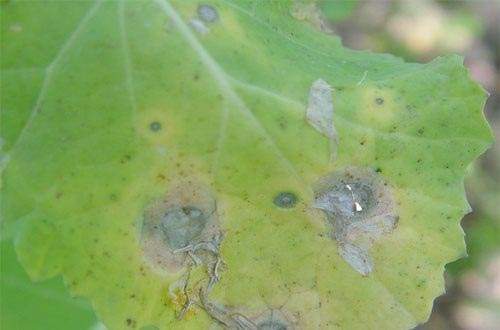 如何有效防治蔬菜菌核??？