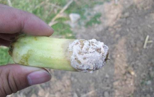 如何有效防治蔬菜菌核??？