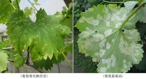 藥害、病害分不清？看完這個你就懂了