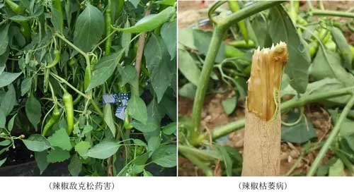 藥害、病害分不清？看完這個你就懂了