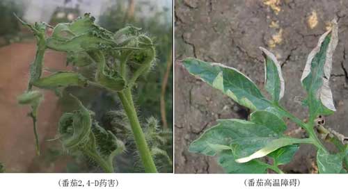 藥害、病害分不清？看完這個你就懂了