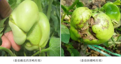 藥害、病害分不清？看完這個你就懂了