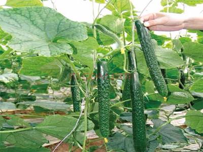 黃瓜如何施肥？黃瓜的施肥方法